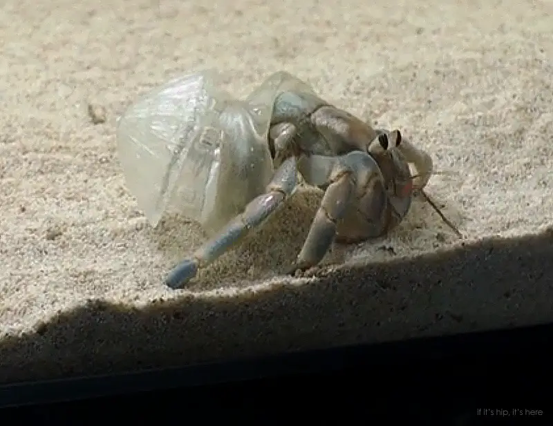 Hermit Crabs Don 3d-printed Cityscapes As Shells For A Project About 