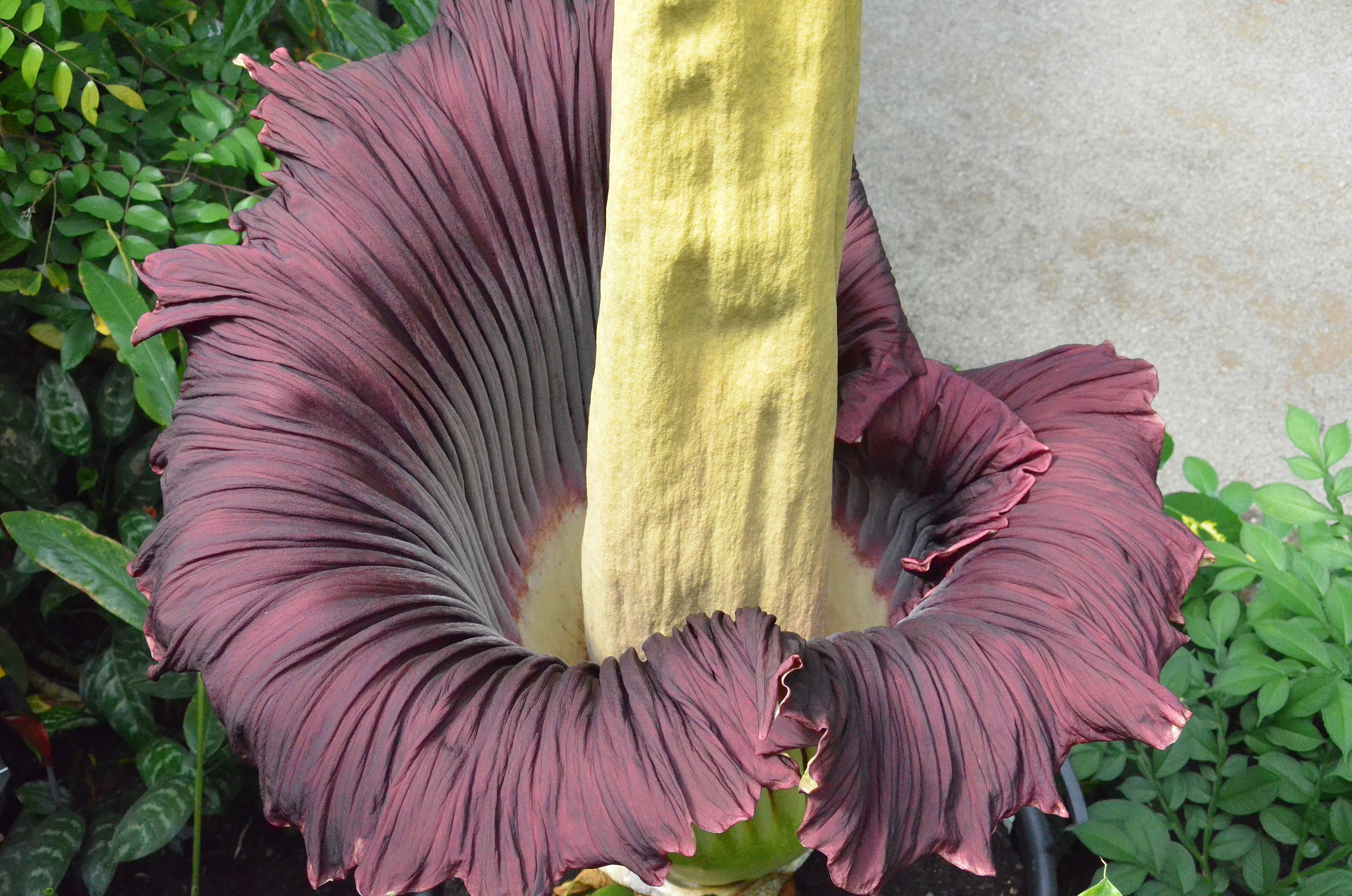 About the Blooming of the Corpse Flower Titan Arum