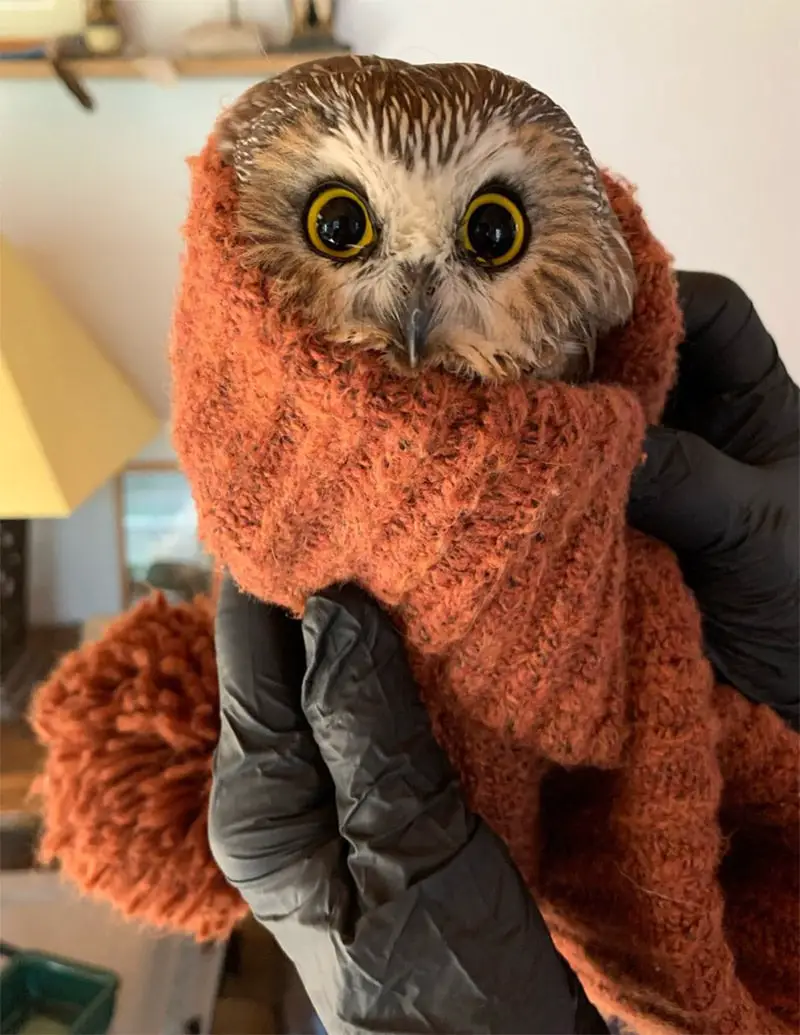 rockefeller owl stuffed animal